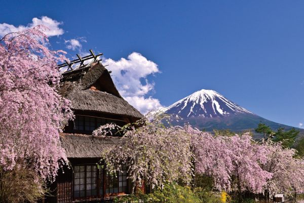 桃と桜に包まれる旅 2泊3日2